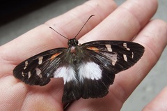 Entheus matho aequatorius