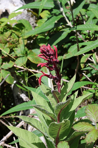 Lobelia tupa, photograph 1