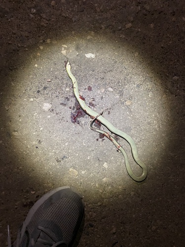 Common Garter Snake