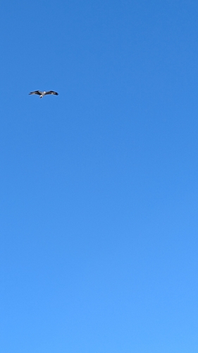 iNaturalist observation photo of Osprey