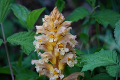 Orobanche lutea