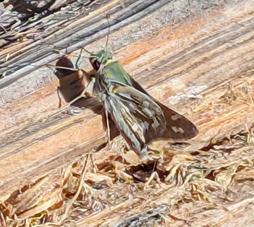iNaturalist observation photo of Juba Skipper