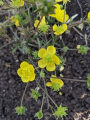 Ranunculus scandicinus