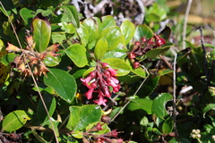Escallonia rubra