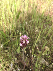 Castilleja densiflora densiflora