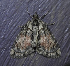 Hydriomena perfracta