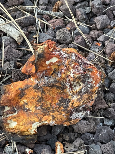 lobster mushroom