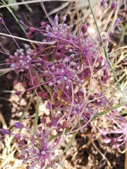 Allium daninianum