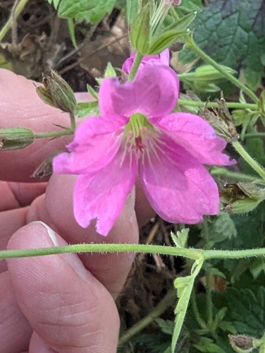 Geranium endressii, photograph 4