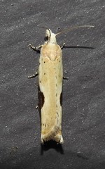 Pseudexentera costomaculana