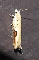 Pseudexentera costomaculana