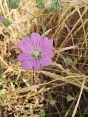 Malva punctata