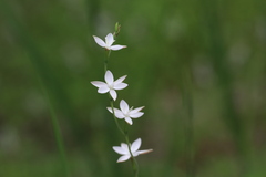 Hesperantha falcata