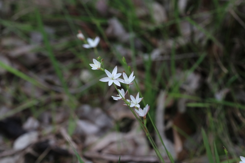 Hesperantha falcata, photograph 1