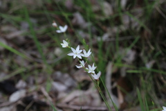 Hesperantha falcata, photograph (c) Hugo Innes, some rights reserved (CC BY)