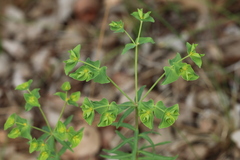 Euphorbia terracina