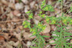 Euphorbia terracina, photograph (c) Hugo Innes, some rights reserved (CC BY)