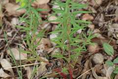 Euphorbia terracina, photograph (c) Hugo Innes, some rights reserved (CC BY)