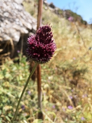 Allium