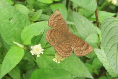 Emesis ocypore aethalia