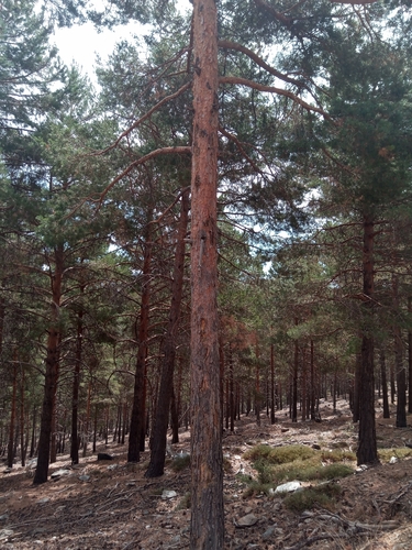 Scots pine