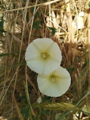 Convolvulus palaestinus