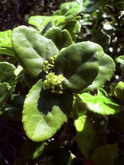 Mystroxylon aethiopicum