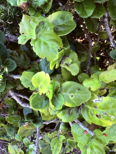 Mystroxylon aethiopicum, photograph 2