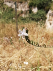 Anchusa strigosa
