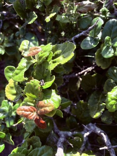 Mystroxylon aethiopicum, photograph 3