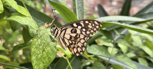 Lime Swallowtail