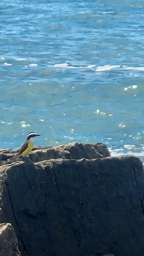 Great Kiskadee
