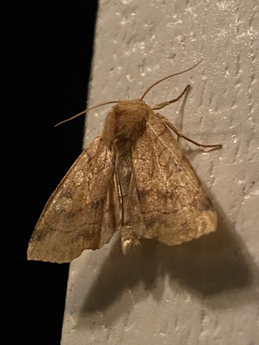Aspen Twoleaf Tier Moth