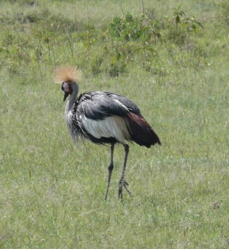 iNaturalist image