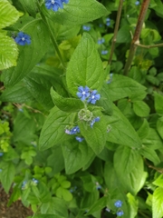 Pentaglottis sempervirens
