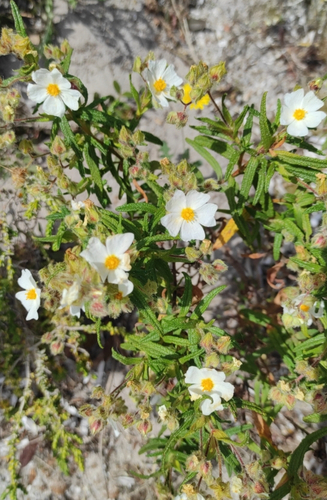 Montpellier Cistus