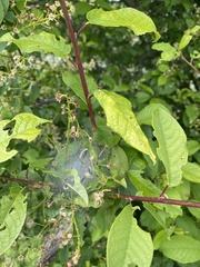 Yponomeuta evonymella