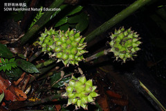 Etlingera