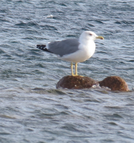 Yellow-legged Gull