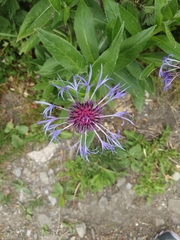 Centaurea montana