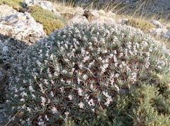 Acantholimon