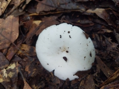 Russula perlactea
