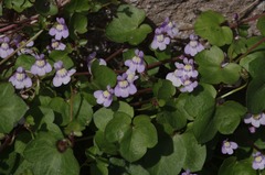 Cymbalaria muralis