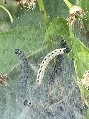 Yponomeuta evonymella