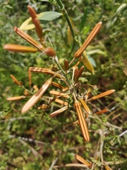 Asphodeline brevicaulis
