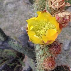 Opuntia huajuapensis