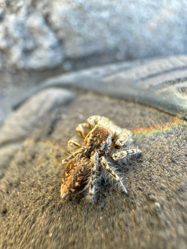 Yllenus arenarius