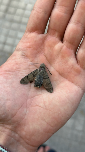 Eurasian Hummingbird Hawkmoth