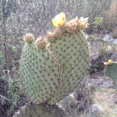 Opuntia huajuapensis