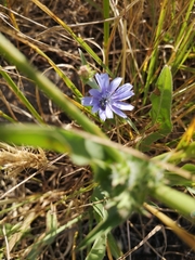 Cichorium endivia